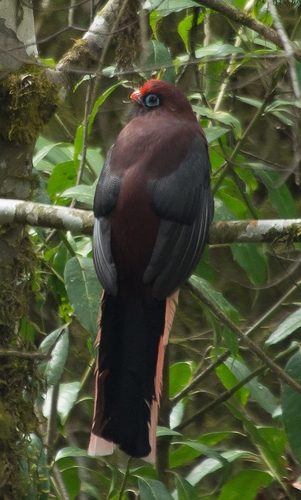  p>红腹咬鹃(学名: i>harpactes wardi /i>)为咬鹃科咬鹃属的 a href=