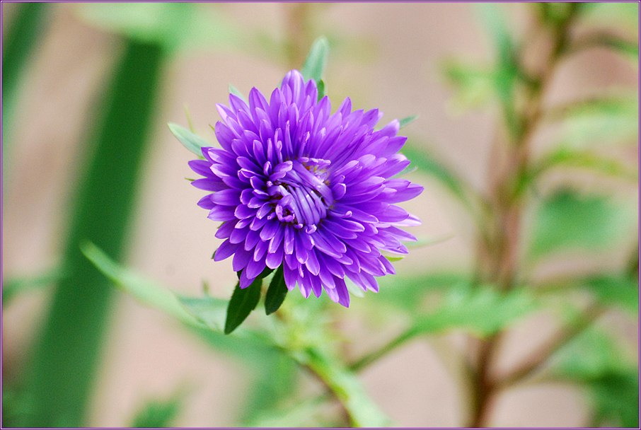 iljin,是被子植物门 a href="#">菊科 /a>的一种多年生草本植物.