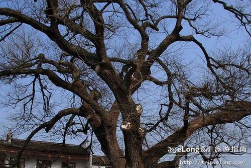  p>红白古树,位于宏村村口的两棵有500年树龄的大树,一棵叫古枫杨