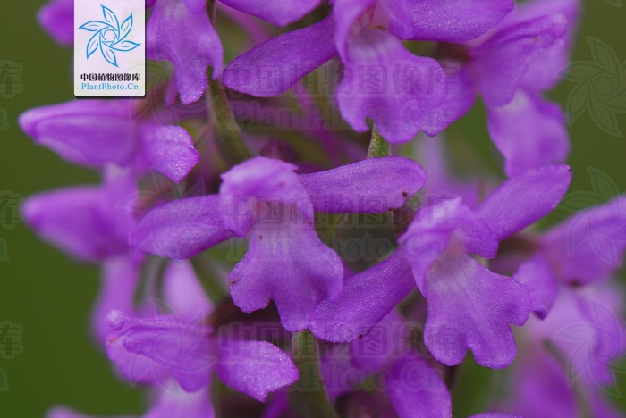 单子叶植物纲,兰科中的一属,该属是地生草本植物,块茎肉质,下部裂片