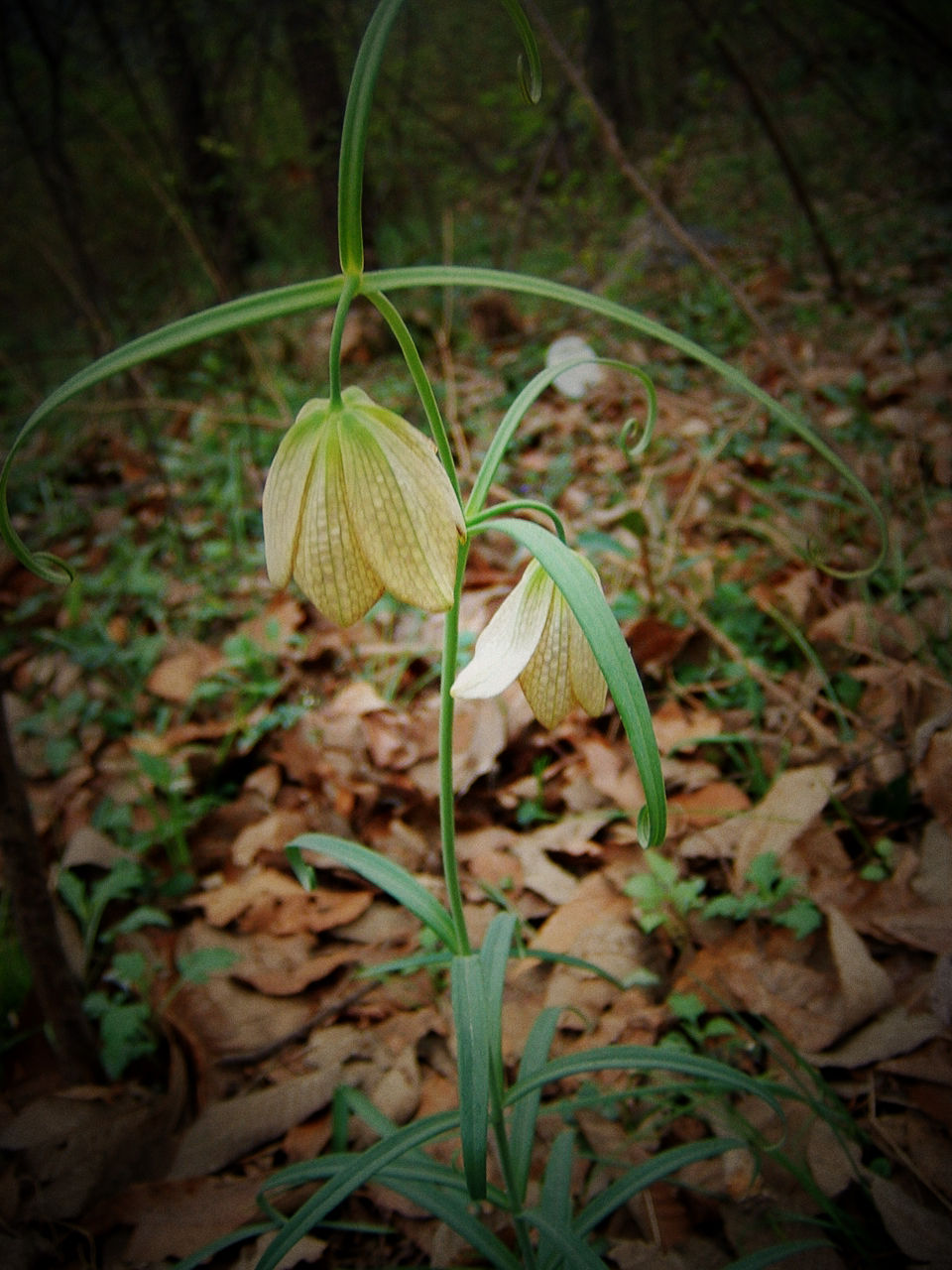  p data-id="txtjcoog6ouh">浙贝母( i>fritil