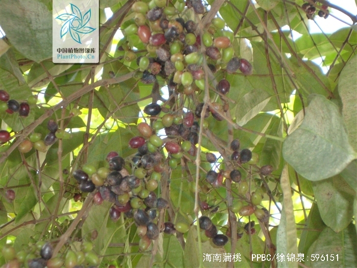  p>海南蒲桃(学名: i>syzygium hainanense /i> chang et miau)是