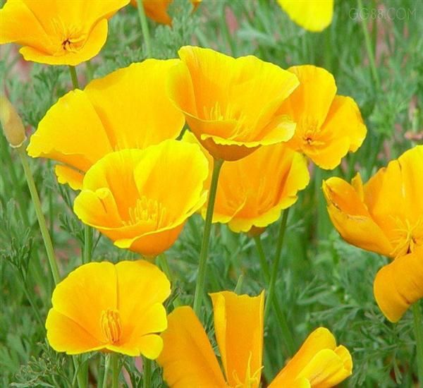  p>花菱草,(学名: i>eschscholtzia californica /i> cham.