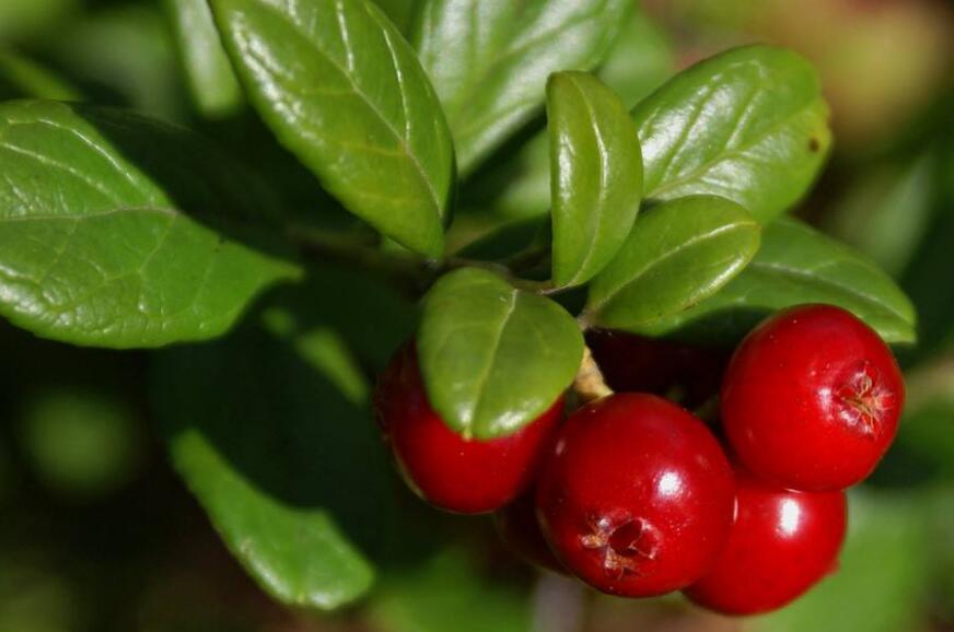 树萝卜属/2025203" data-lemmaid="2025203">树萝卜属 /a>,五翅莓属