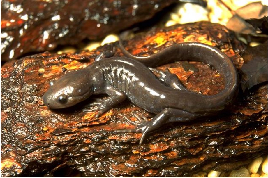 (学名: i>ambystoma jeffersonianum /i>):属两栖纲,有尾目,钝口螈科