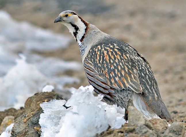  p>暗腹雪鸡(学名: i>tetraogallus himalayensis /i>):是 a target="