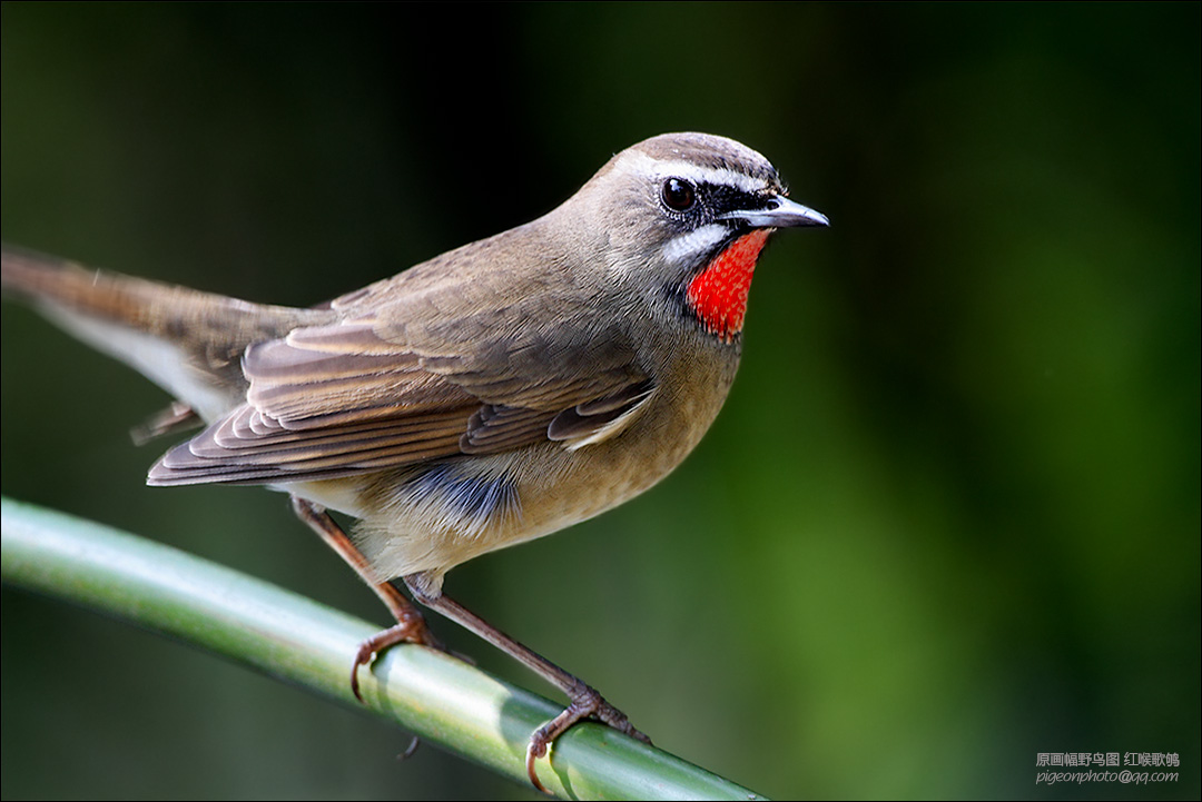  p>亦称 a target="_blank" href="/item/夜莺/4671" data-lemmaid="