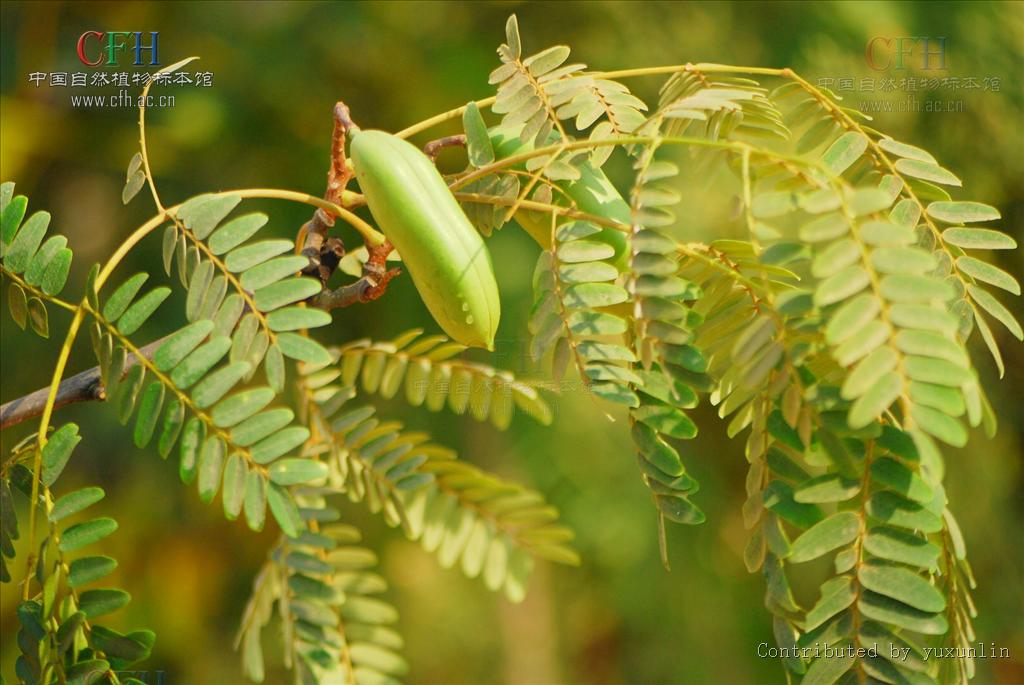  p>肥皂荚属(学名:gymnocladus lam.),5种,分布于北美及东亚.
