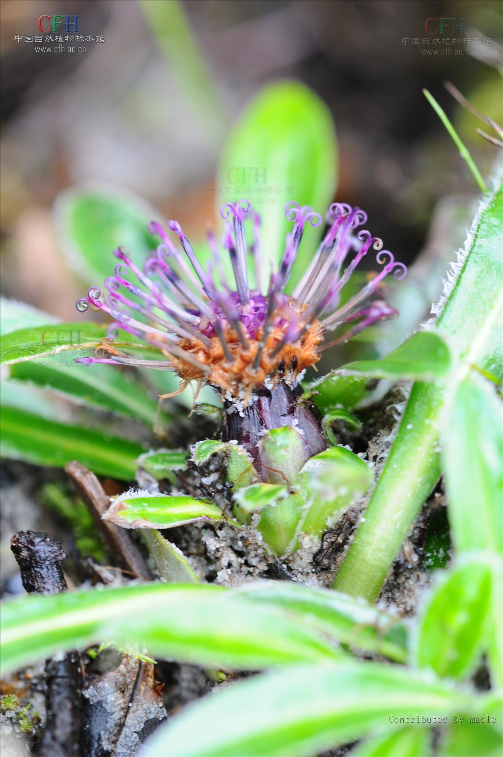 是菊科风毛菊属草本植物;茎无翼,稀有翼,疏被柔毛及金黄色腺点;基生