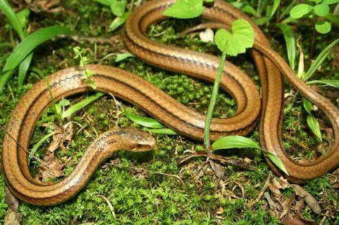  p>宁陕小头蛇(学名:oligodon ningshanensis)为 a href="#">游蛇科 