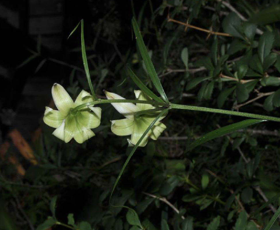  p>绿花百合(学名: i>lilium fargesii  /i>franch.