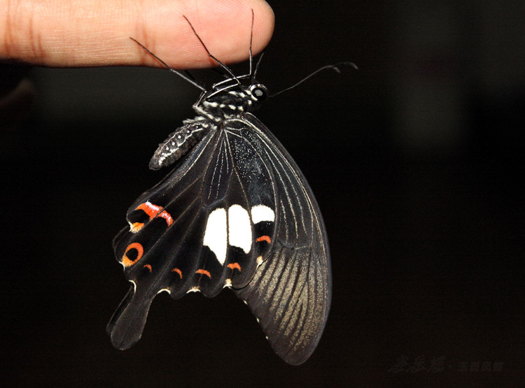  p>玉斑凤蝶 i>papilio helenus /i> (linnaeus, 1758)别名白纹凤蝶