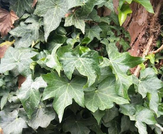  p>尼泊尔常春藤(学名: i>hedera nepalensis /i> k.