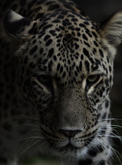  p>波斯豹(学名:panthera pardus saxicolor)是众多豹亚种中体形最大