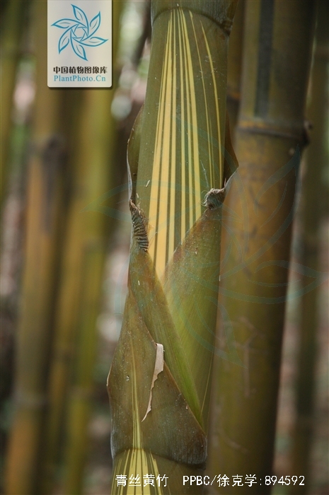 青丝黄竹