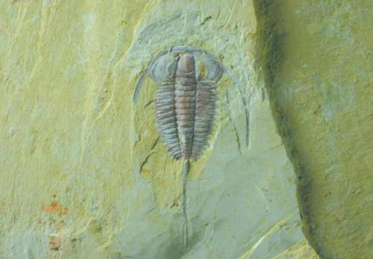  p>三叶虫是距今5.