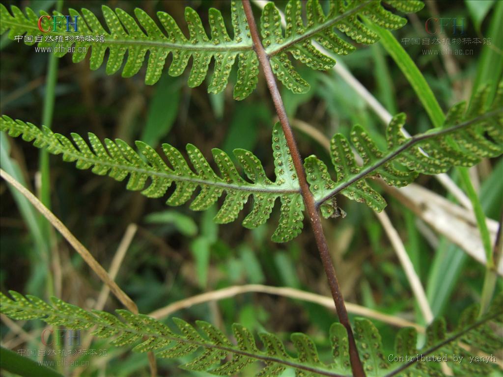  p>紫柄蕨,蕨类植物,广泛分布于长江以南各省区东至台湾,西南达云南