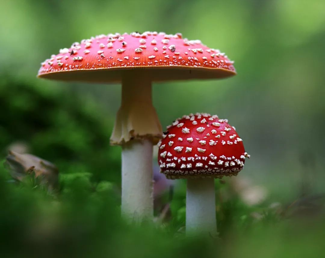 蘑菇识别指南 避开那些毒蘑菇 百科ta说