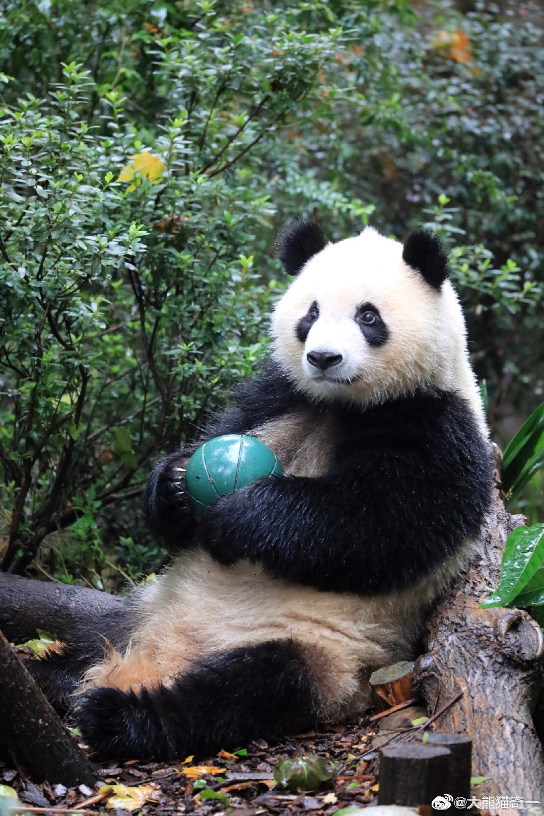  p>大熊猫"奇一",出生于2016年7月1日,母亲奇缘,雌性,谱系号:1008