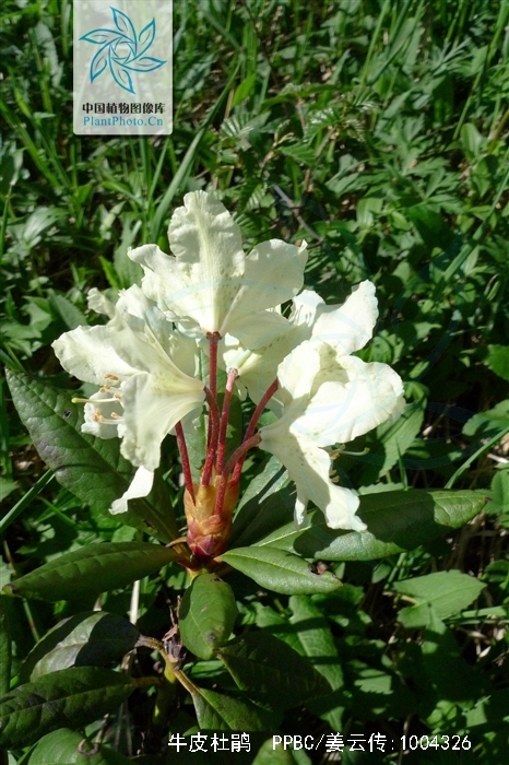  p>牛皮杜鹃(学名: i>rhododendron aureum /i> georgi):常绿矮小 a