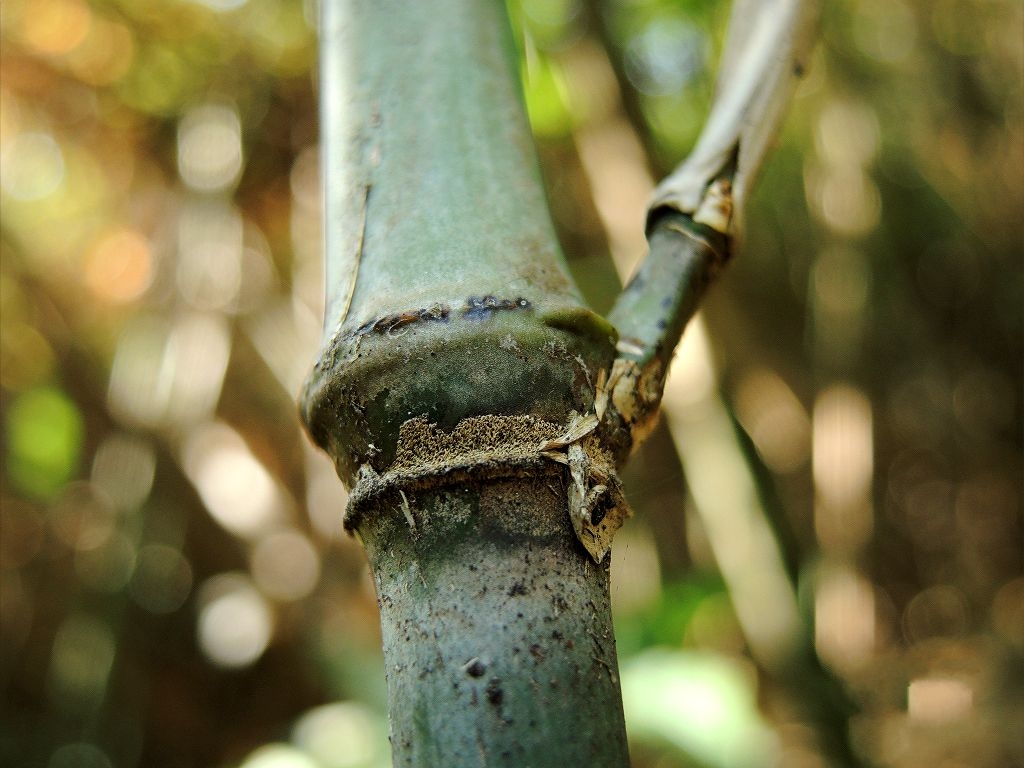 p>篌竹(学名: i>phyllostachys nidularia /i> munro)是禾本科,刚竹