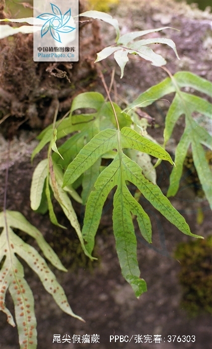  p>尾尖假瘤蕨( a href="#" data-lemmaid="8074290">学名 /a>:phy