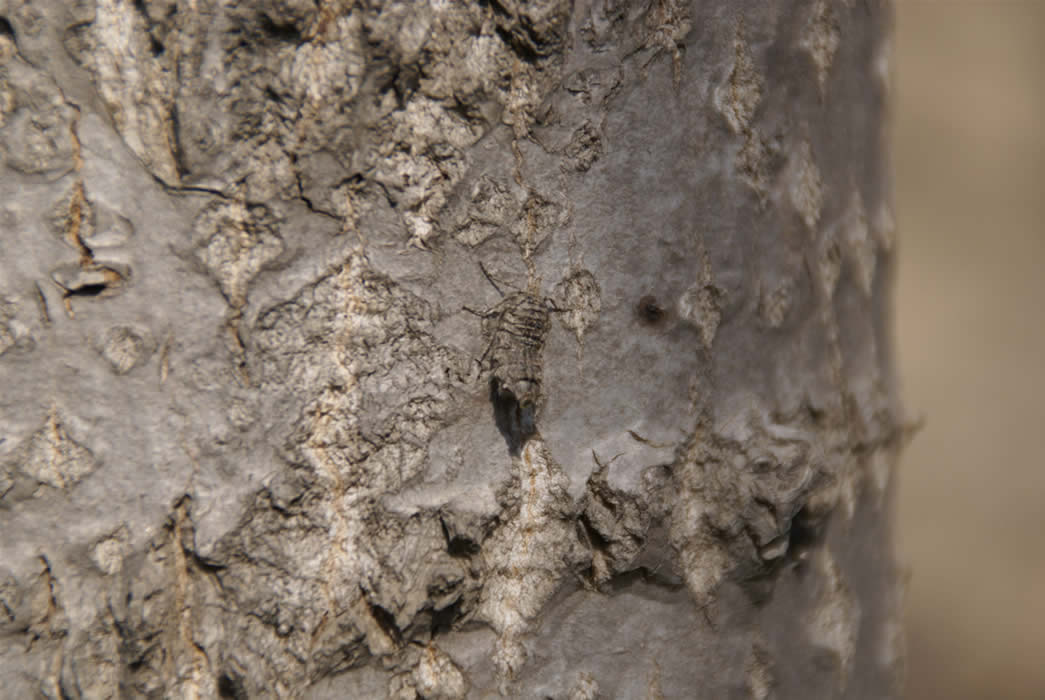  p>尺蠖(chǐ huò), a href="#" data-lemmaid="4339231">尺蛾 /a>的