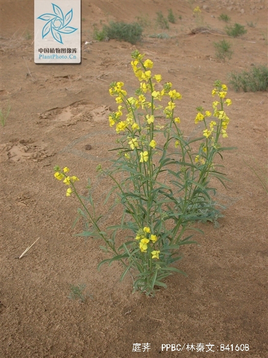  p>庭荠(学名: i>alyssum desertorum /i> stapf.