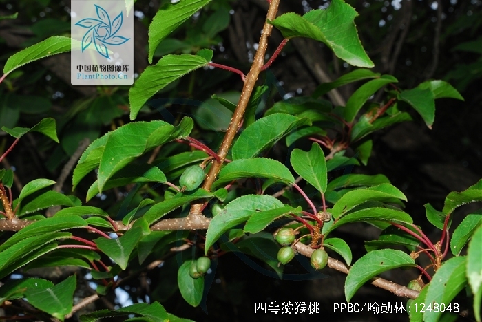 actinidia tetramera maxim.