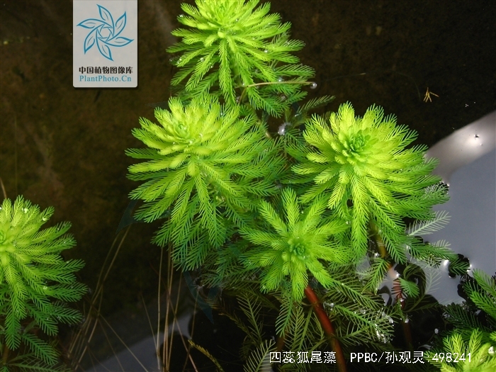myriophyllum tetrandrum roxb.