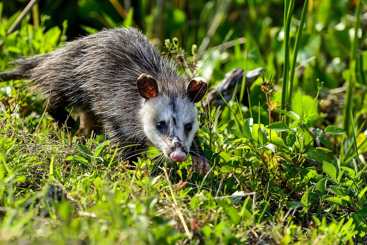 (学名: i>didelphis virginiana /i>),英文名为virginia opossum,也叫