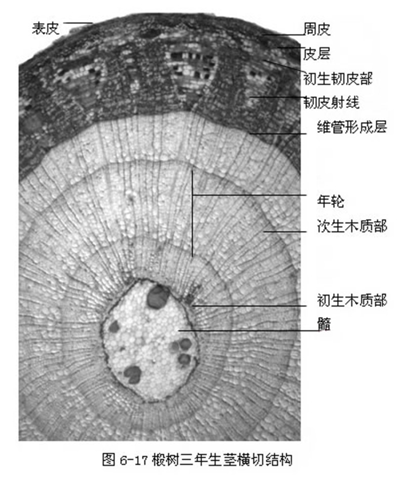  p>初生韧皮部是位于维管束的外侧,常由筛管,伴胞, a target="_blank"