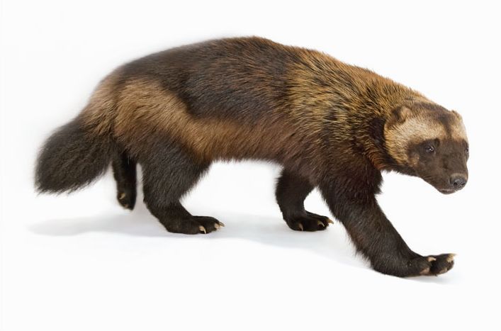  p>貂熊,学名: i>gulo gulo /i>(linnaeus,1758),属于 a target="