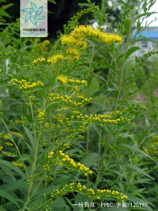  p>一枝黄花(学名: b> i>solidago /i> /b> i>  /i> b> i>decurrens  