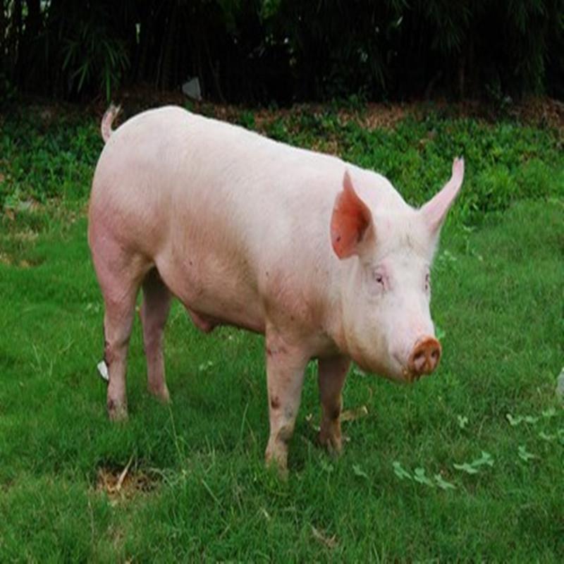 大白猪