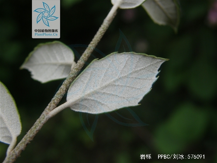 叶片呈椭圆形,椭圆状披针形或长倒卵形,坚果长椭圆形.