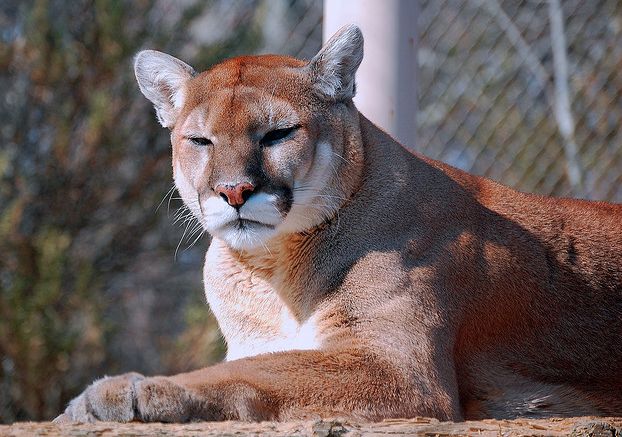  p>东南部美洲狮(学名:puma concolor capricornensis)是美洲狮的亚种