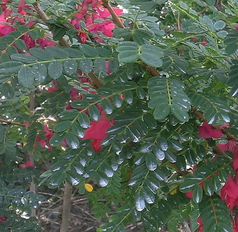 poitea carinalis (griseb.) lavin