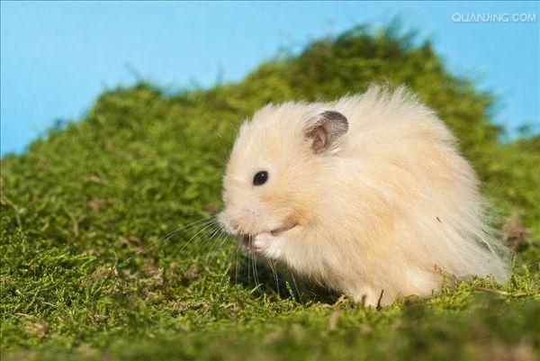 金黄地鼠