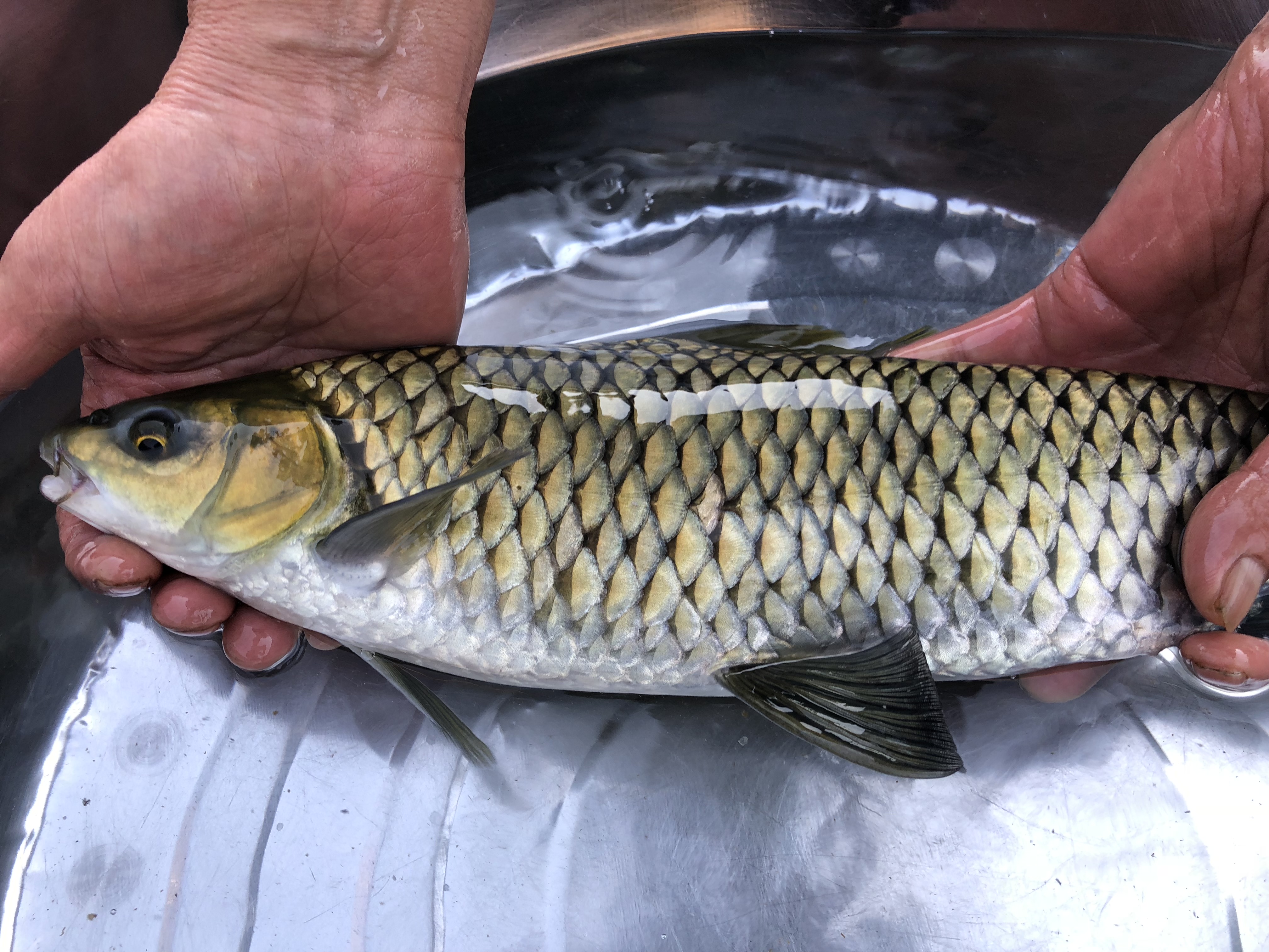  p>中华倒刺鲃(学名: i>spinibarbus sinensis /i>)是鲤科,倒刺鲃属