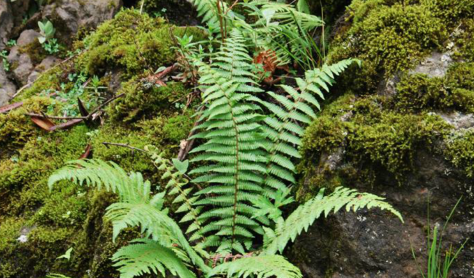 dryopteris wallichiana