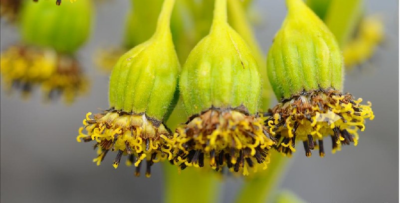  p>褐毛橐吾(学名:ligularia purdomii (turrill) chittenden)为菊科