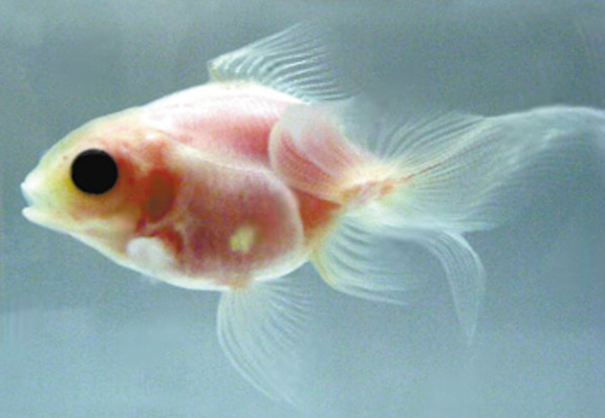  p>透明金鱼是日本科学家利用基因突然出现变异的浅色金鱼交配而成的