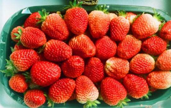 庄河草莓