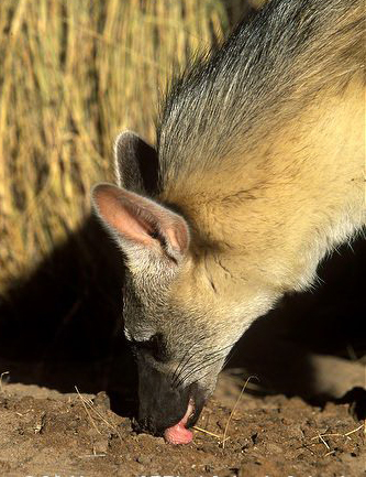  p>土狼(学名: i>proteles cristatus /i>):体长约80厘米,肩部高而