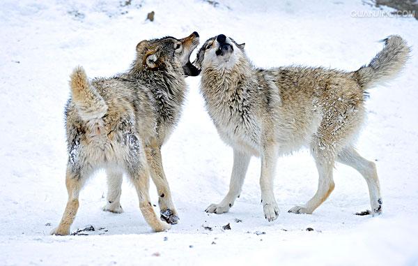  p>苔原狼 i>(学名:canis lupus albus) /i>是灰狼的一个亚种,属于