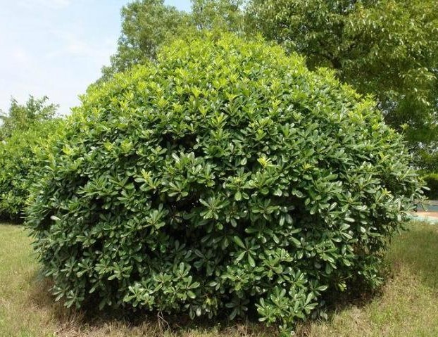  p>海桐(学名: i>pittosporum tobira /i>) ,是 a target="_blank"