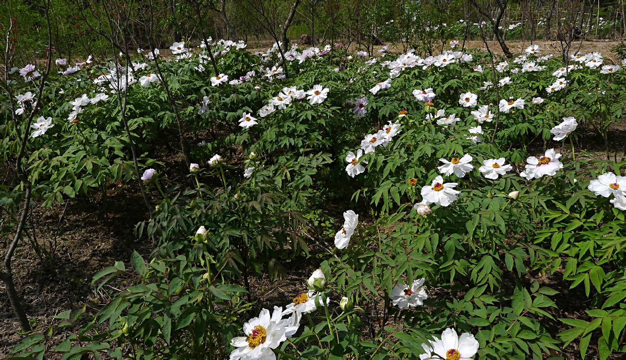  p>枯枝牡丹园,位于江苏省盐城市亭湖区区便仓镇.