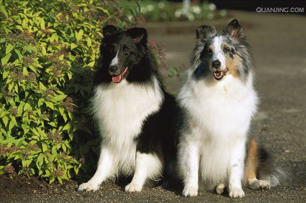 shetland sheepdog