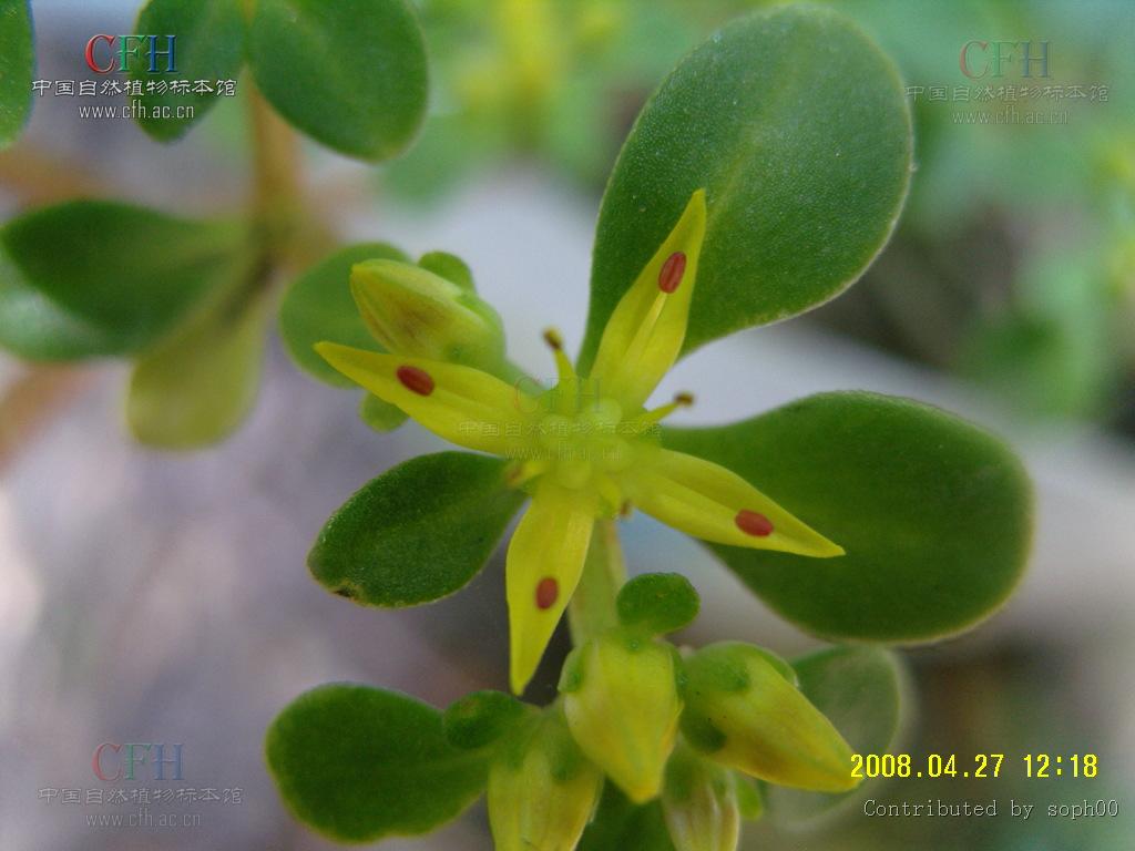  p>四芒景天(学名:sedum tetractinum)为景天科景天属的植物,是我国的